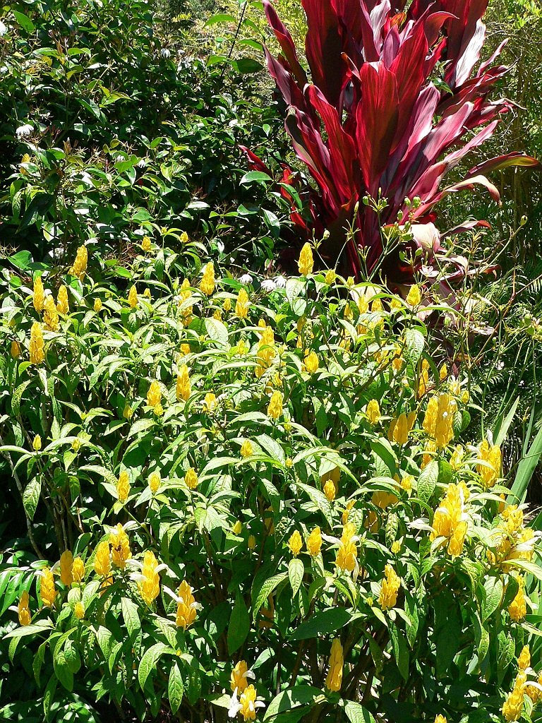 020 Lake Barrine.jpg